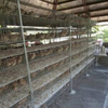 Quail Cage