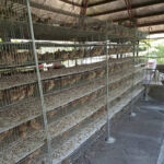 Quail Cage